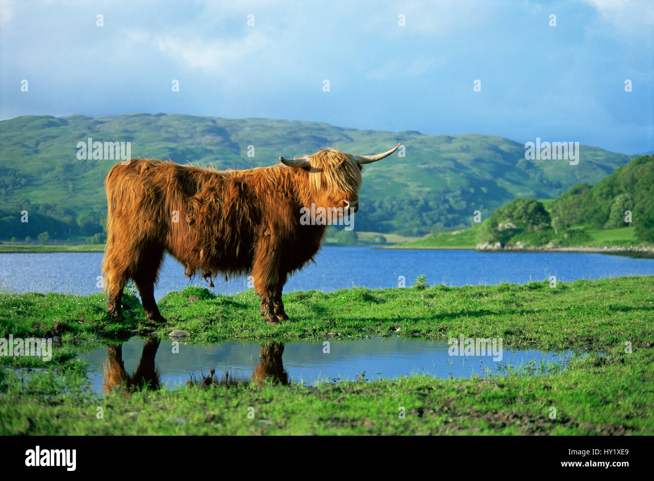 Highland vaca (Bos taurus) junto al Loch Oban. Argyll, Escocia, Reino Unido. Foto de stock