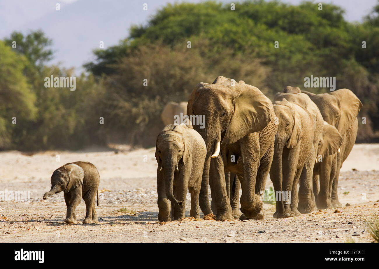 Manada De Elefante Africano Loxodonta Africana Rio Hoarusib
