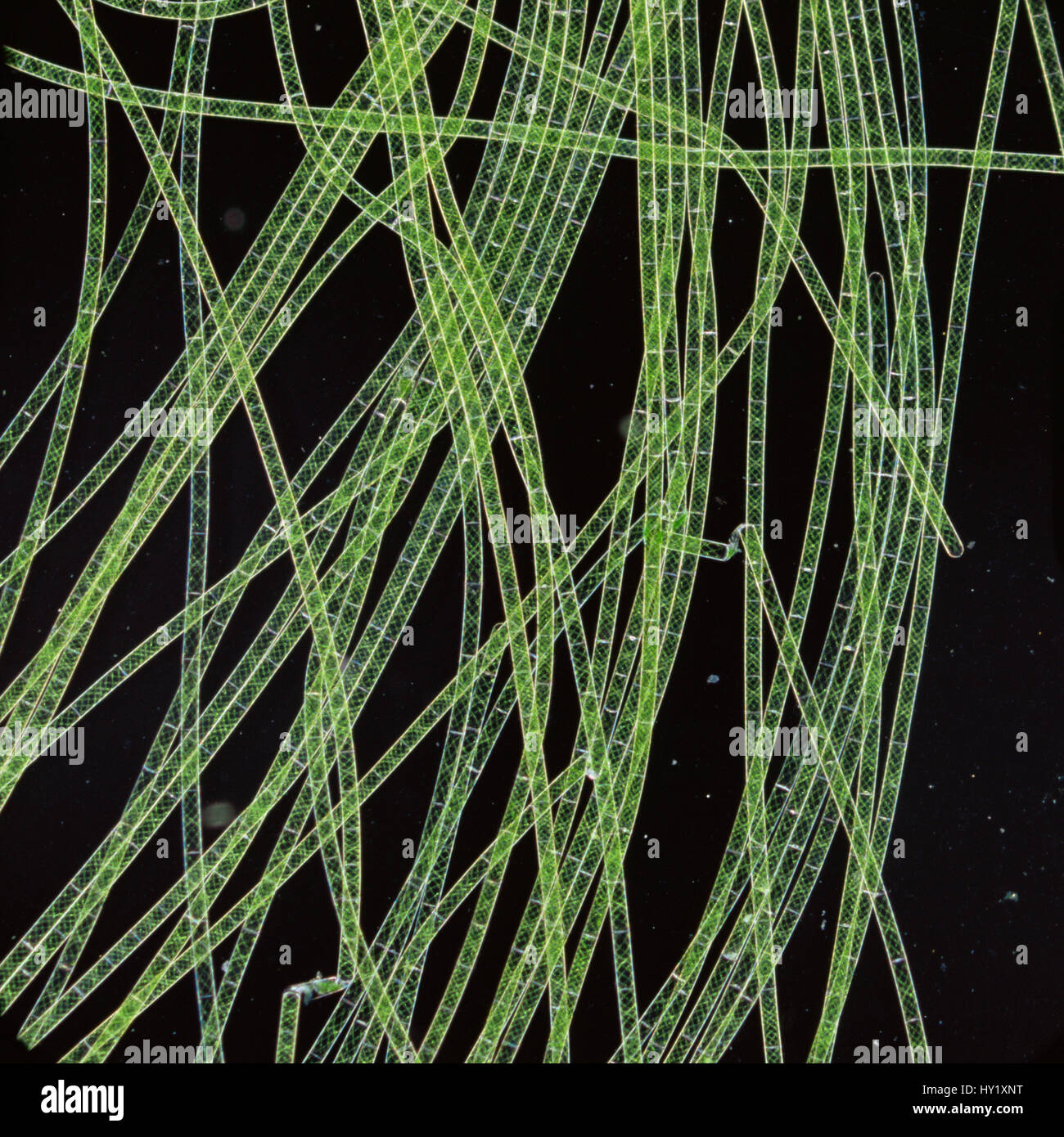 Alga verde filamentosa carófita fotografías e imágenes de alta resolución -  Alamy