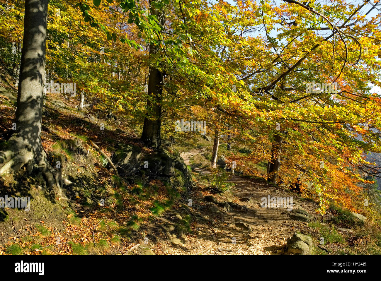 Buchenwald im Herbst, Saechsische Schweiz, Sachsen, Deutschland Foto de stock
