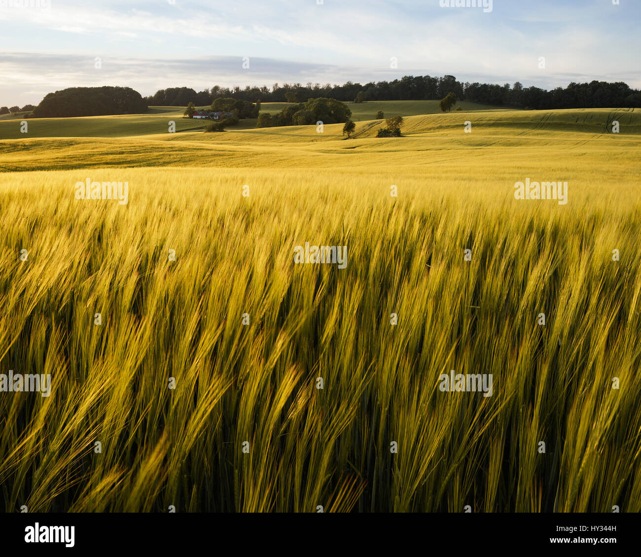 Suecia, Skane, Krageholm, crecimiento de planta cerealera Foto de stock