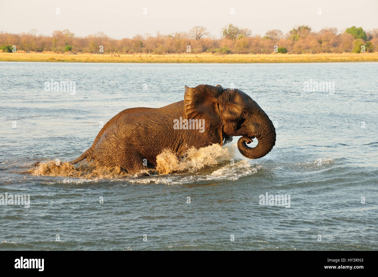 Elefante africano caminando en el río Shire en Malawi Foto de stock