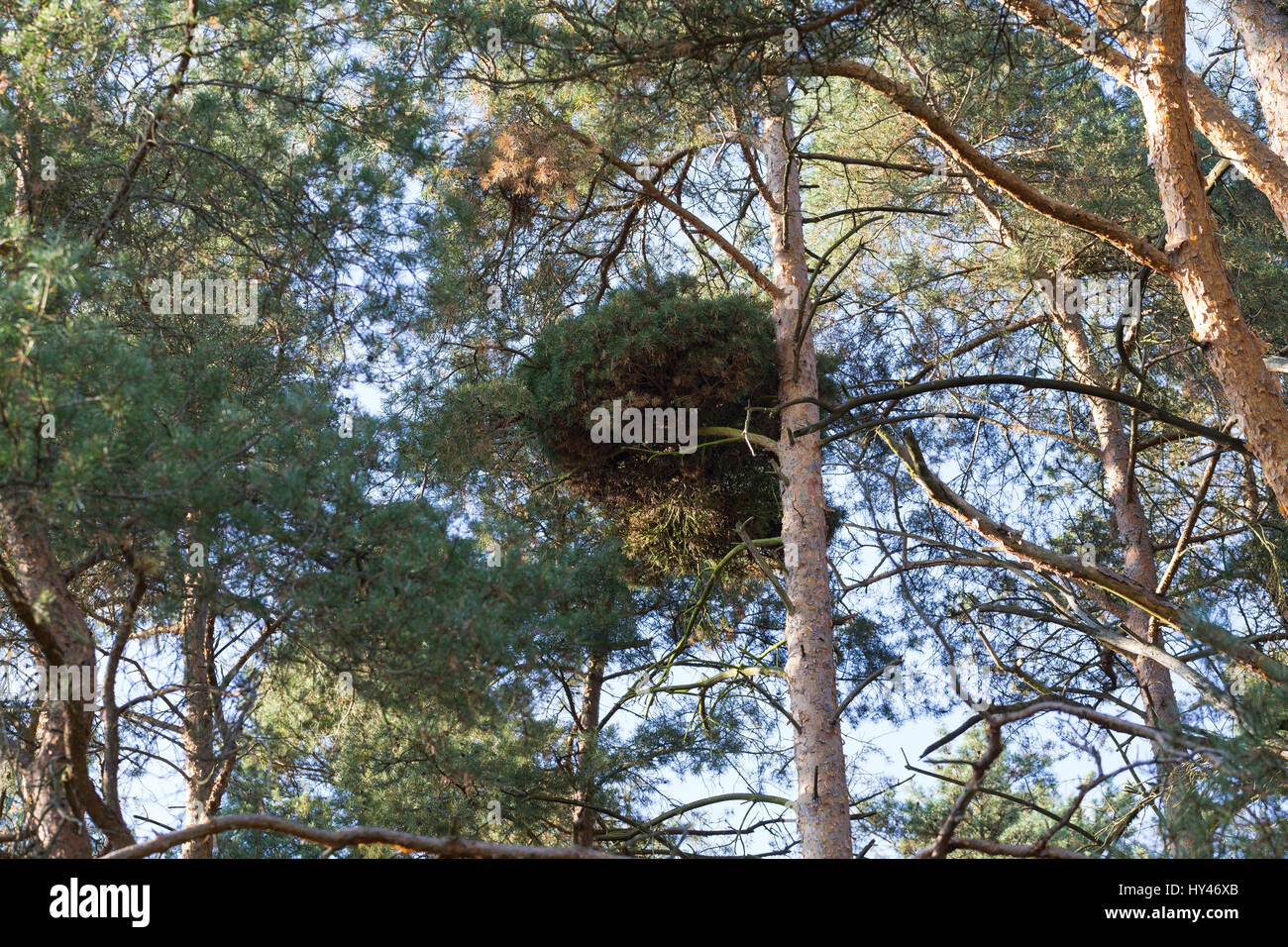 Un Kiefer, Wuchsanomalie Hexenbesen, Wald-Kiefer, Waldkiefer, Gemeine Kiefer, Kiefern, Föhre, Pinus sylvestris, Pino, escoba de bruja, brujas' br Foto de stock