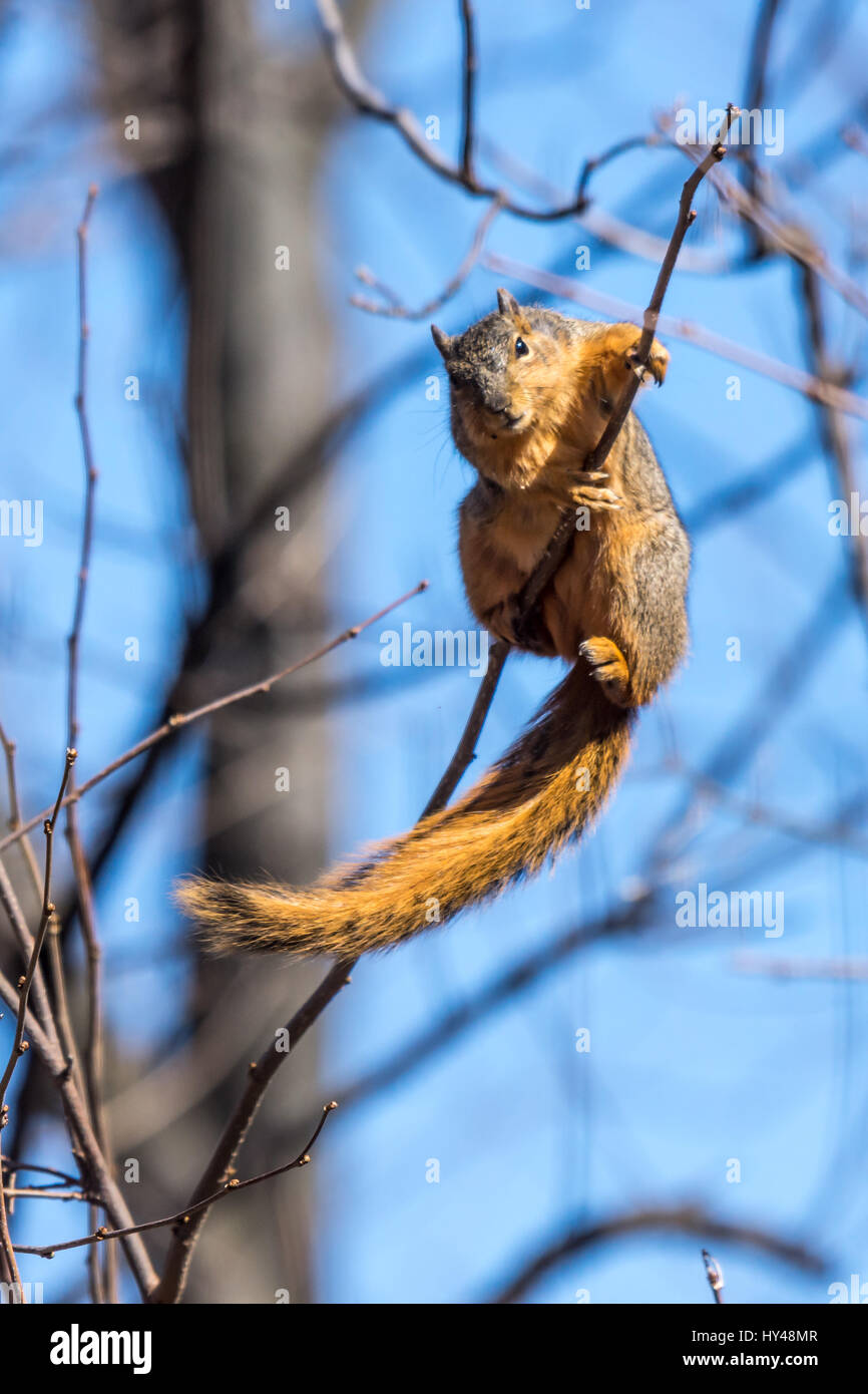 Un zorro ardilla (Sciurus niger) comer brotes del árbol. Foto de stock