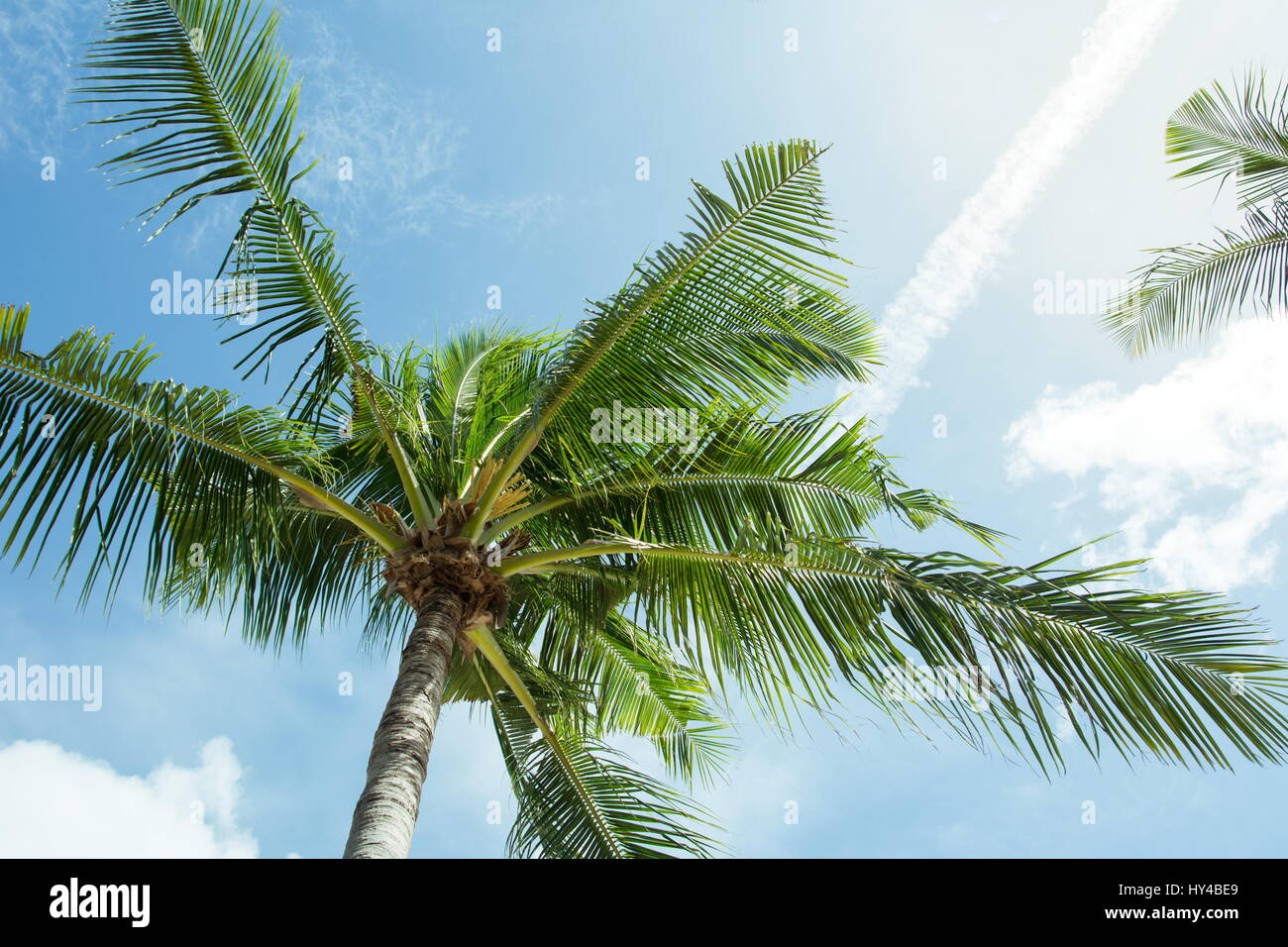 Palmera Tropical contra el soleado cielo azul Foto de stock