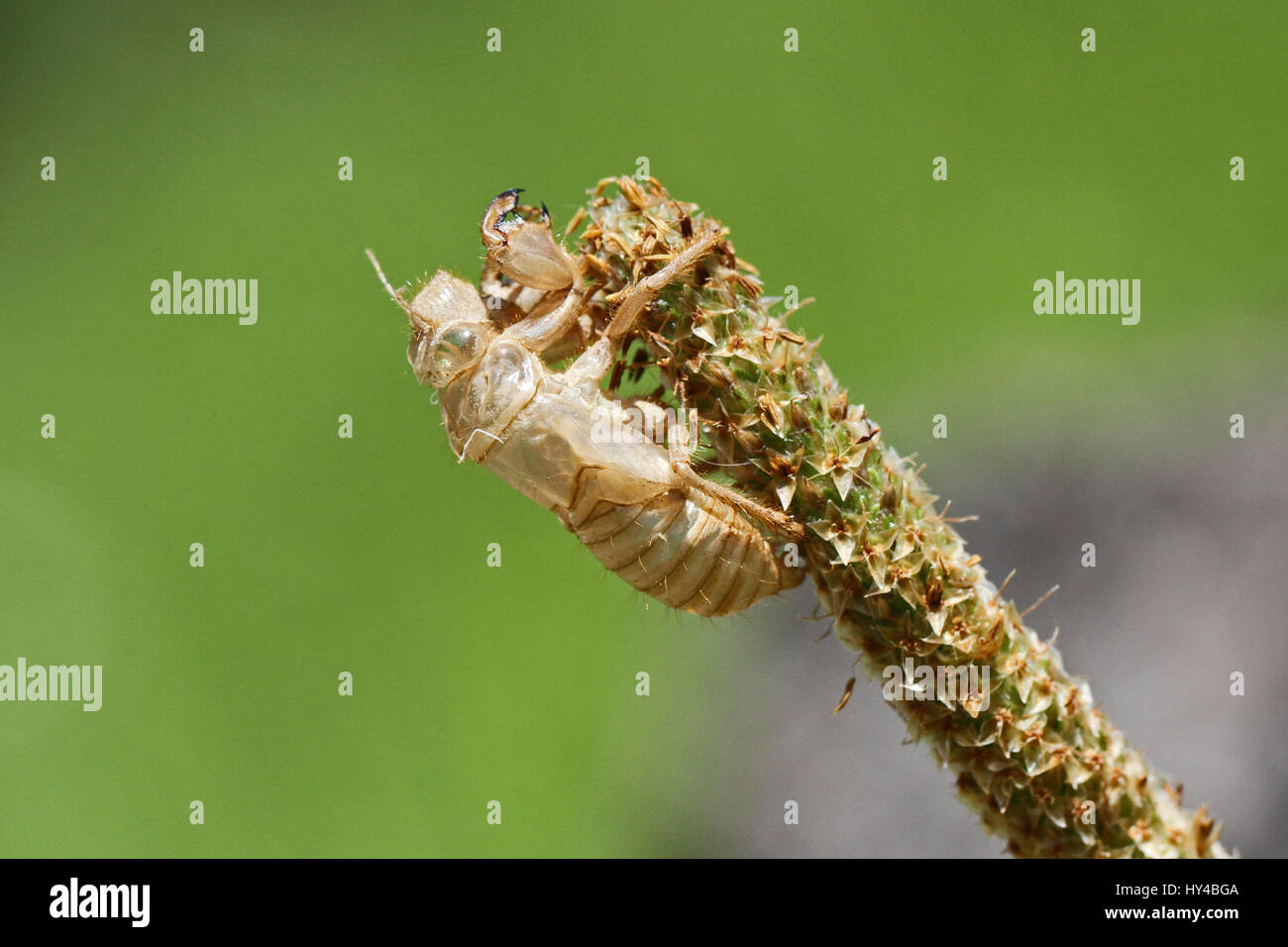 Vacíe cicada orni shell o cárter de muda chicharra insecto sobre hierba o reed en Italia nombre latino hemiptera cicadidae con un ojo verde Foto de stock
