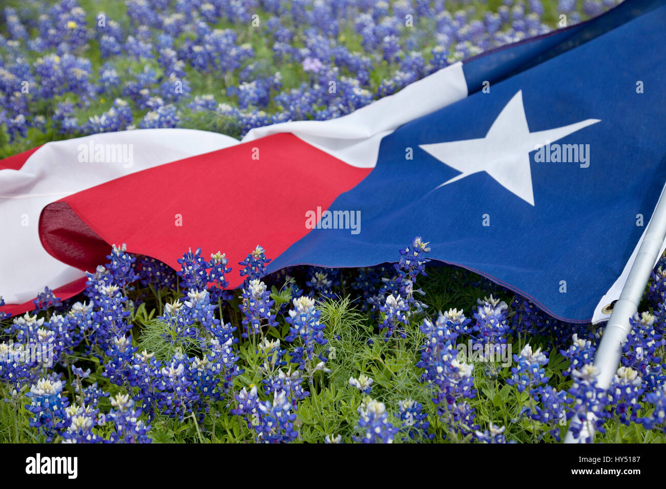 Vista de un ángulo bajo banderas de Texas tendido entre bluebonnet flores en un brillante día de primavera en el Texas Hill Country Foto de stock