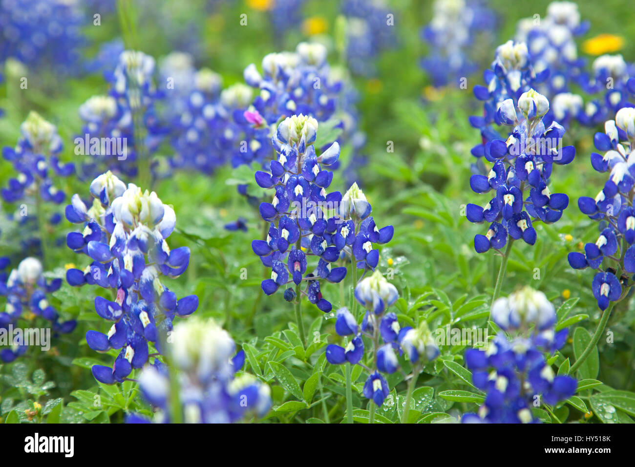 Un ángulo bajo vista de cerca del Texas bluebonnets con el enfoque selectivo Foto de stock