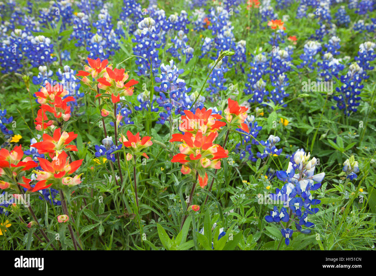 Un ángulo bajo vista de Indian Paintbrush y Bluebonnets flores silvestres en un campo de Texas Foto de stock