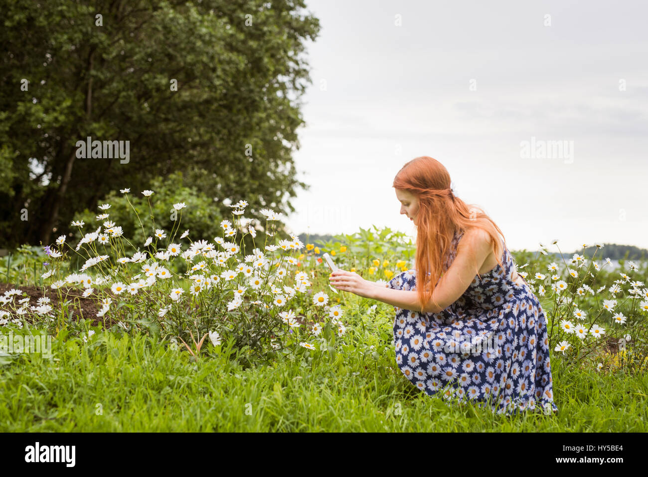 Finlandia, Pirkanmaa, Tampere, Mujer fotografiar flores en la pradera Foto de stock
