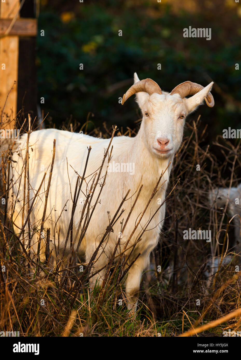 Billy-goat entre los arbustos al atardecer Foto de stock