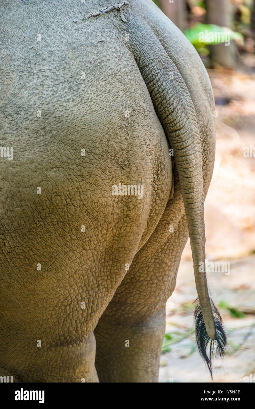 Rhinoceros (Ceratotherium simum) desde la parte trasera, la parte trasera con cola, cautiva, zoo de Singapur, Singapur Foto de stock