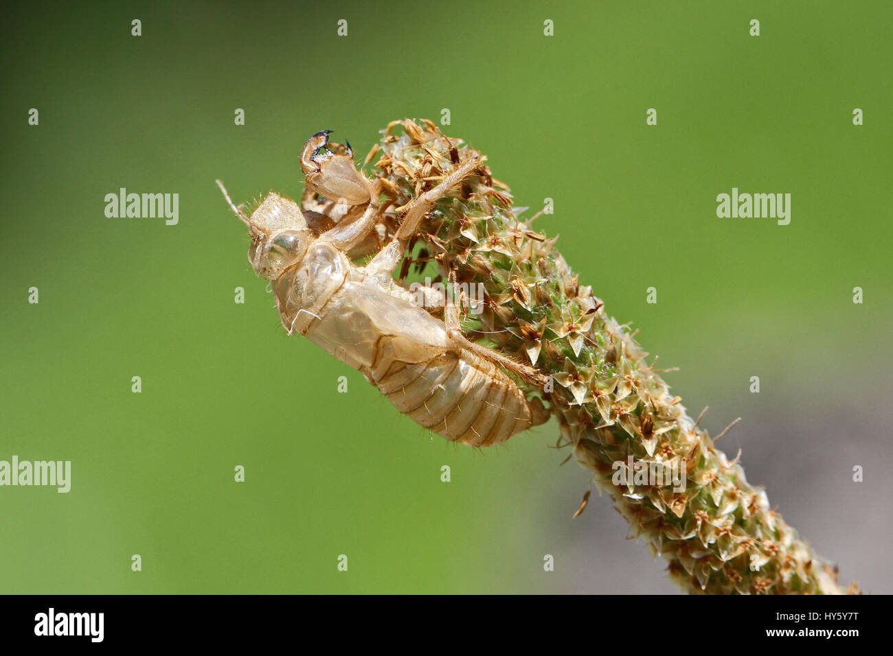 Vacíe cicada orni shell o cárter de muda chicharra insecto sobre hierba o reed en Italia nombre latino hemiptera cicadidae con un ojo verde Foto de stock