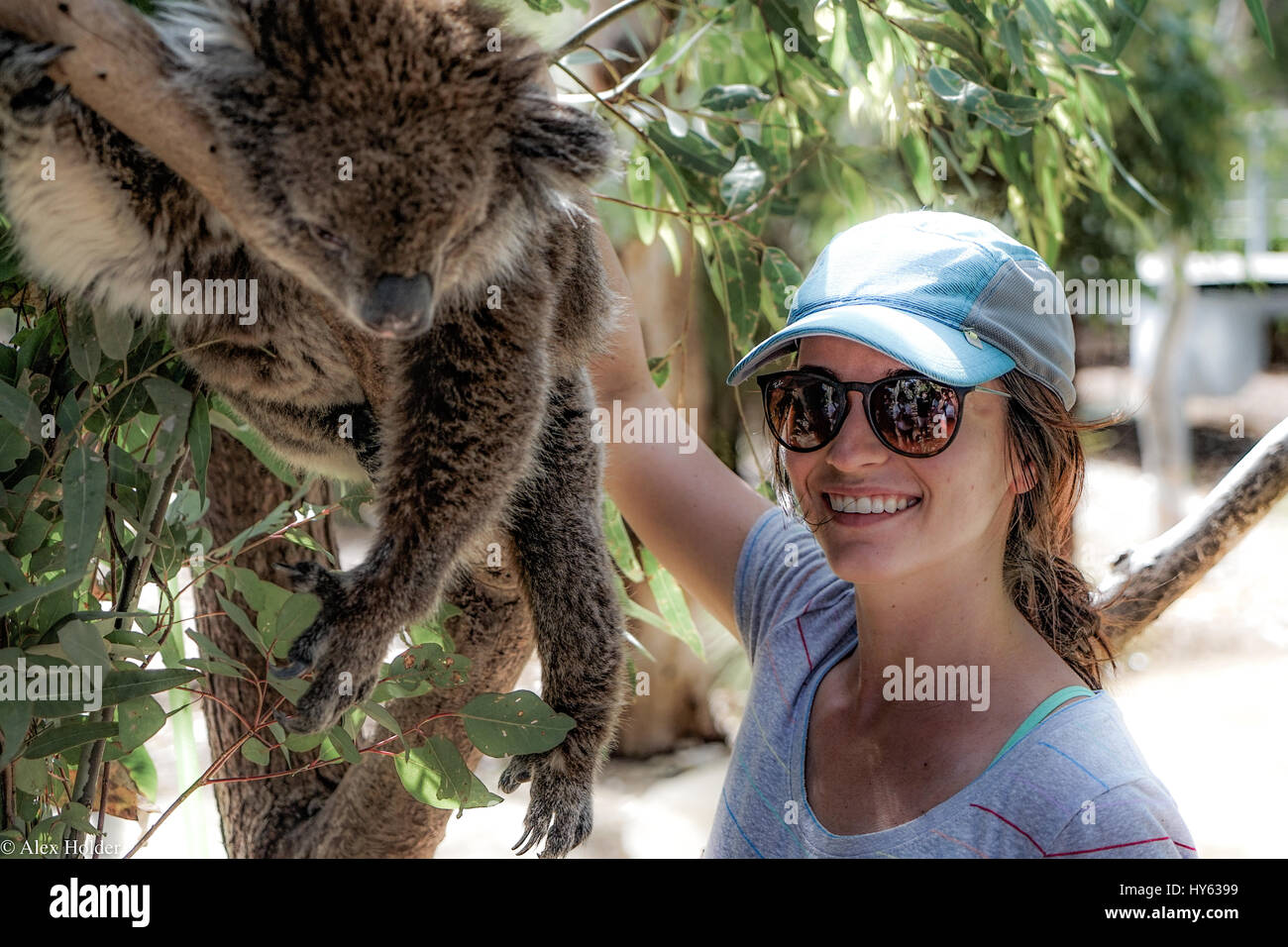Una joven posa con un perezoso Koala en un día caluroso en el oeste de Australia. El pelaje del koala es suave y difusa y la chica sonriente es amplia. Foto de stock