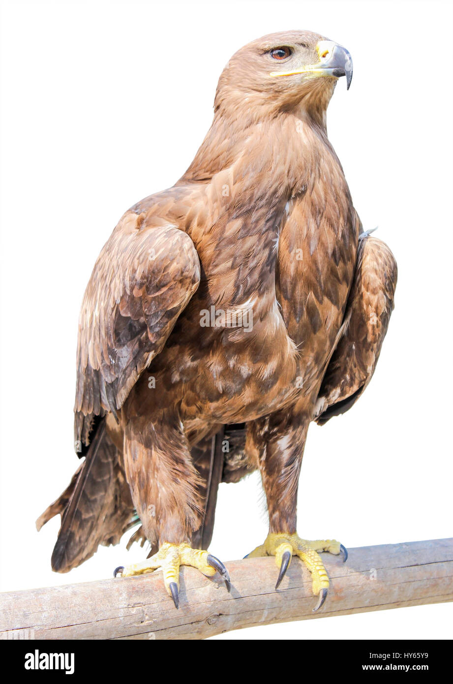 La joven águila en una viga de madera aislado sobre fondo blanco Fotografía  de stock - Alamy