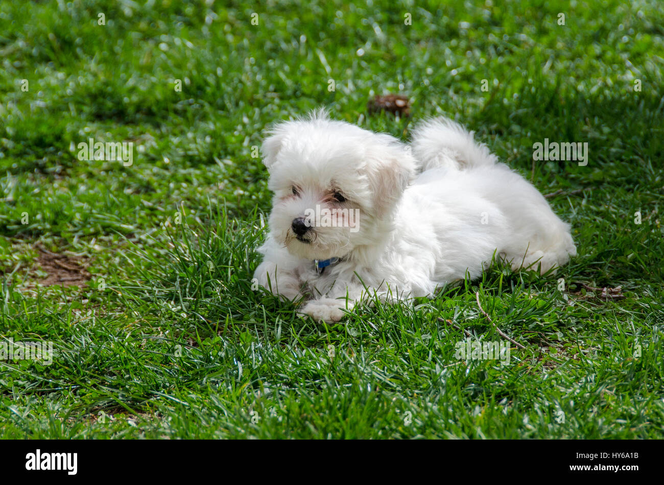 Maltés maltés Puppy - raza de perro Foto de stock