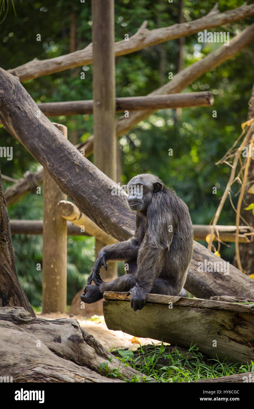 El chimpancé en el zoo de Singapur Foto de stock