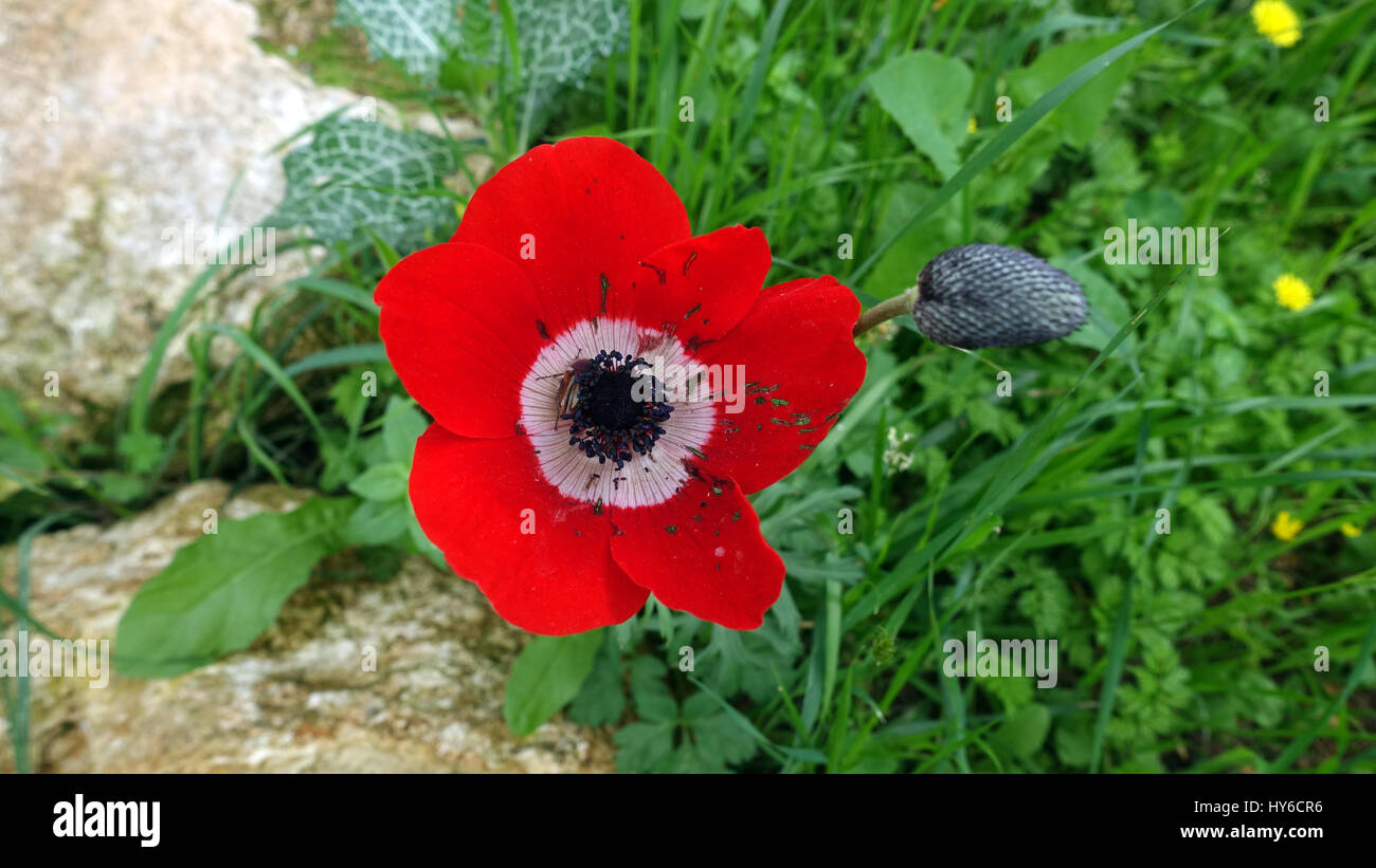 Anémona roja flor del valle de Jezreel Israel Fotografía de stock - Alamy