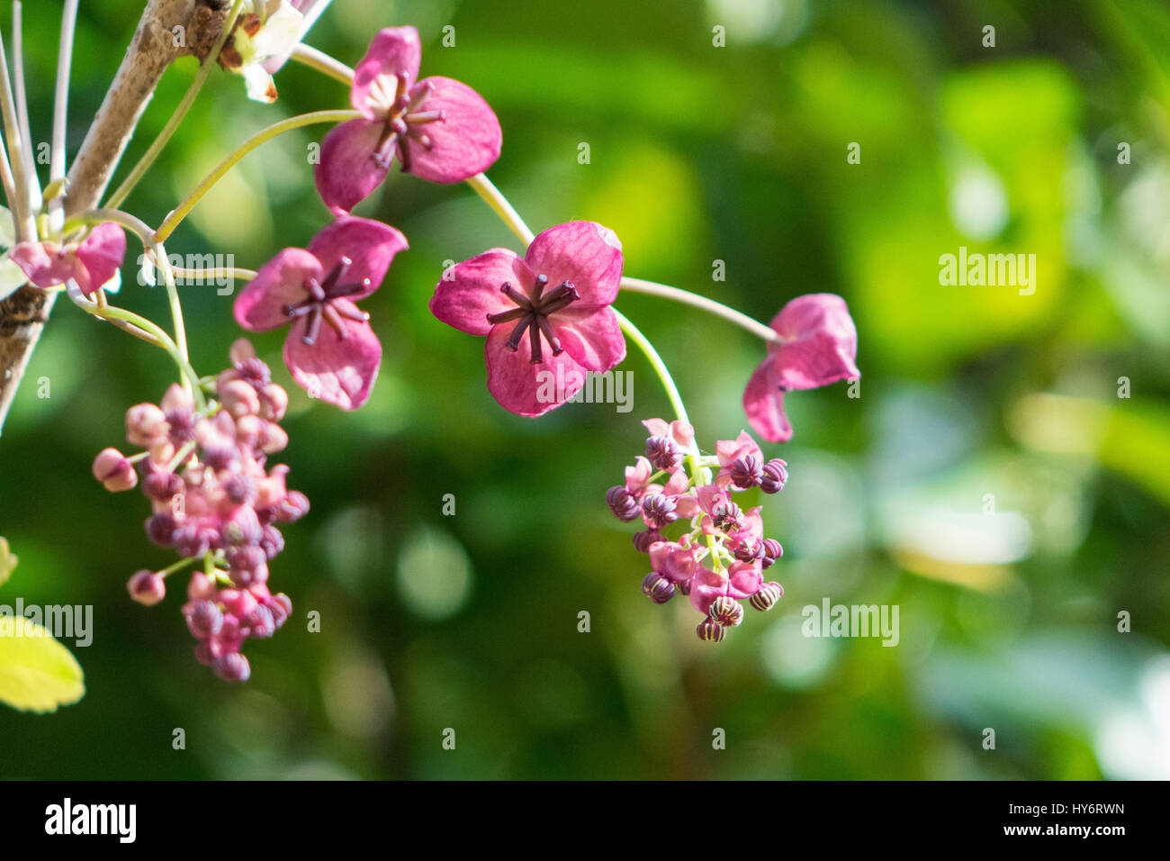 Vid Chocolate en flor Foto de stock