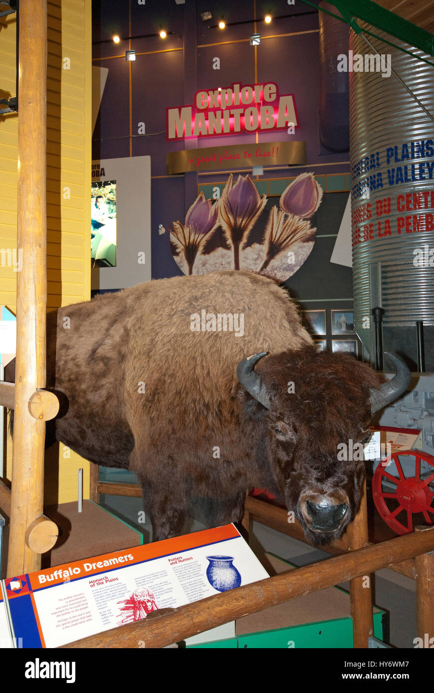 Americana de peluche bisonte (Bison bison),Travel Manitoba Centro de  Información al visitante en las horquillas, Winnipeg, Manitoba, Canadá  Fotografía de stock - Alamy