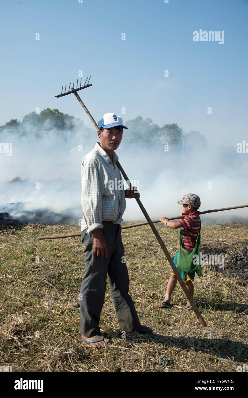 Myanmar (Birmania). El lago Inle. Un padre y su hijo llevan a cabo después de la tala y quema su cosecha de frijol. Foto de stock