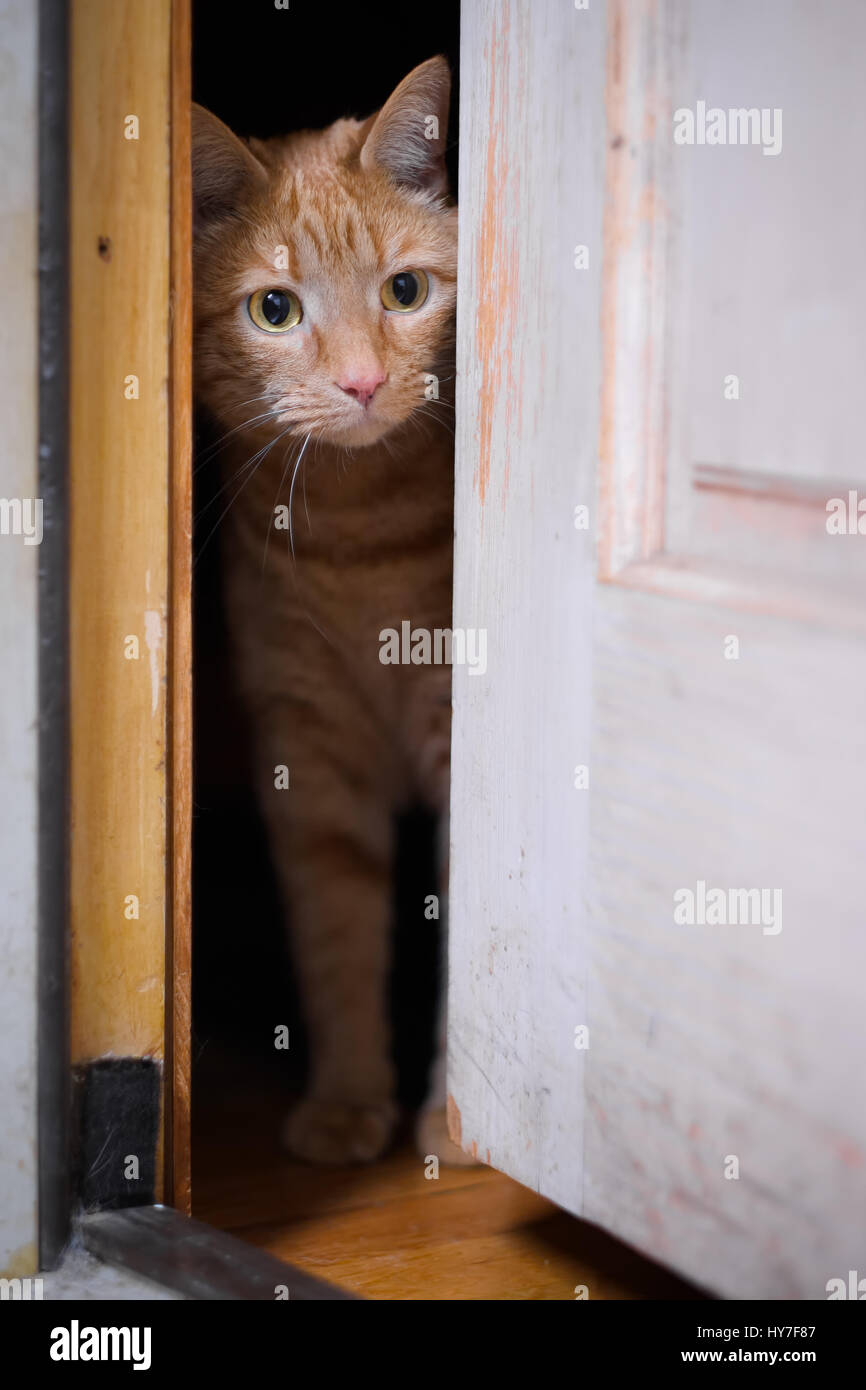 Atigrado gatito asomándose por puerta ligeramente abierta. Mirar a través de la abertura Foto de stock