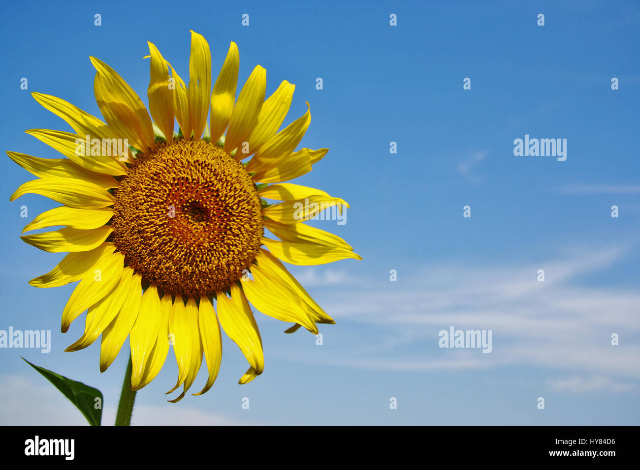 Grandes girasoles fotografías e imágenes de alta resolución - Alamy