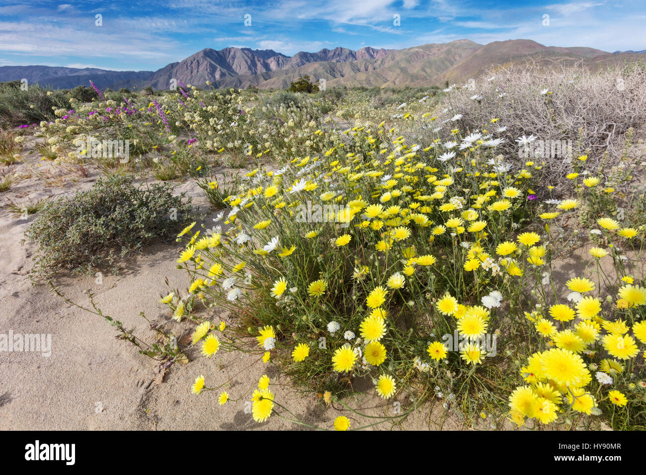 Desierto Jaramago, Malacothrix glabrata, Asteraceae, Anza Borrego SP - California Foto de stock
