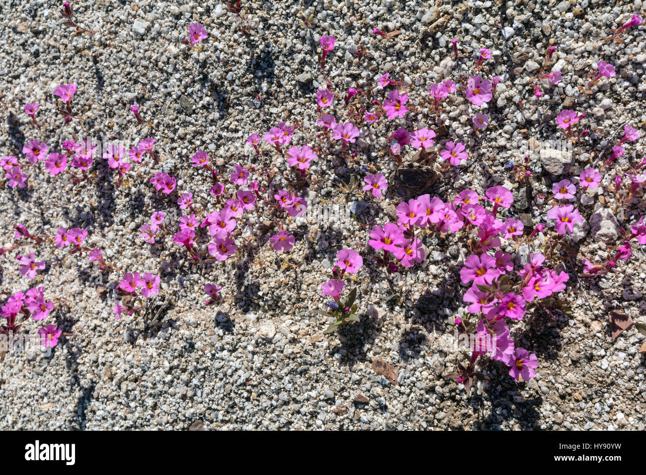 Mat, Nama demissum púrpura, Anza Borrego SP - California Foto de stock