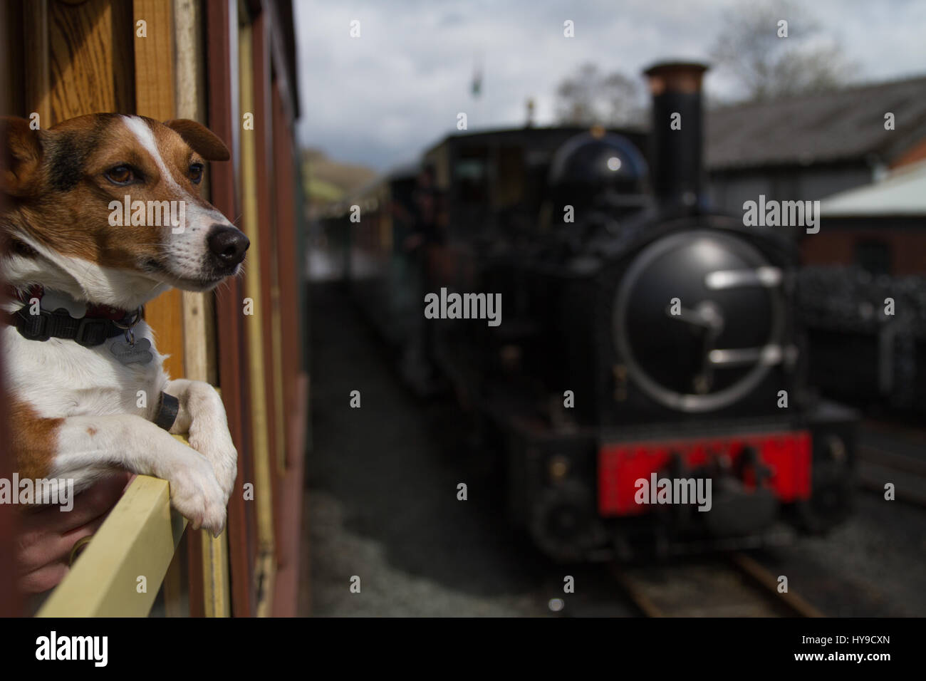 Jack Russell Terrier Rusty relojes desde la ventana del tren como motor de vapor Earl esperará su próximo servicio en Welshpool y Llanfair Light Railway Foto de stock