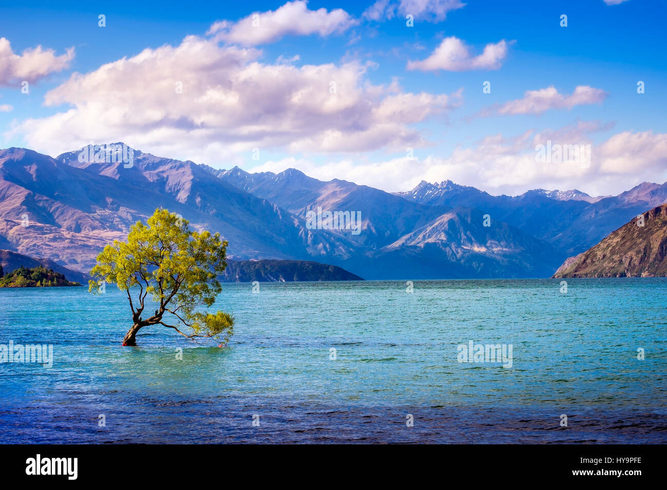 La vista horizontal de ese árbol Wanaka, Lago Wanaka, Isla Sur de Nueva Zelanda Foto de stock