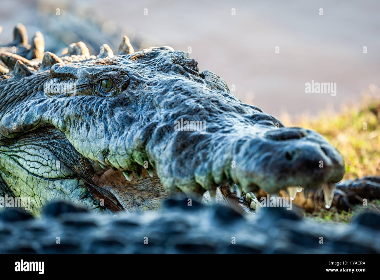 Cerca de un cocodrilo cerca de San Blas, Nayarit, México. Foto de stock