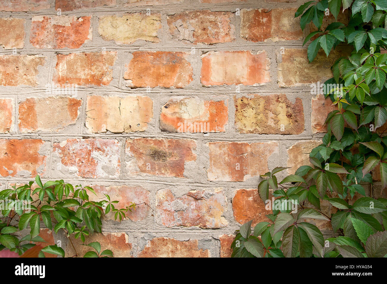 Vintage pared de ladrillo con marco floral natural. Uva silvestre en la pared de un edificio antiguo. Textura, Trama de fondo, en otoño. Otoño dorado. Wild gra Foto de stock