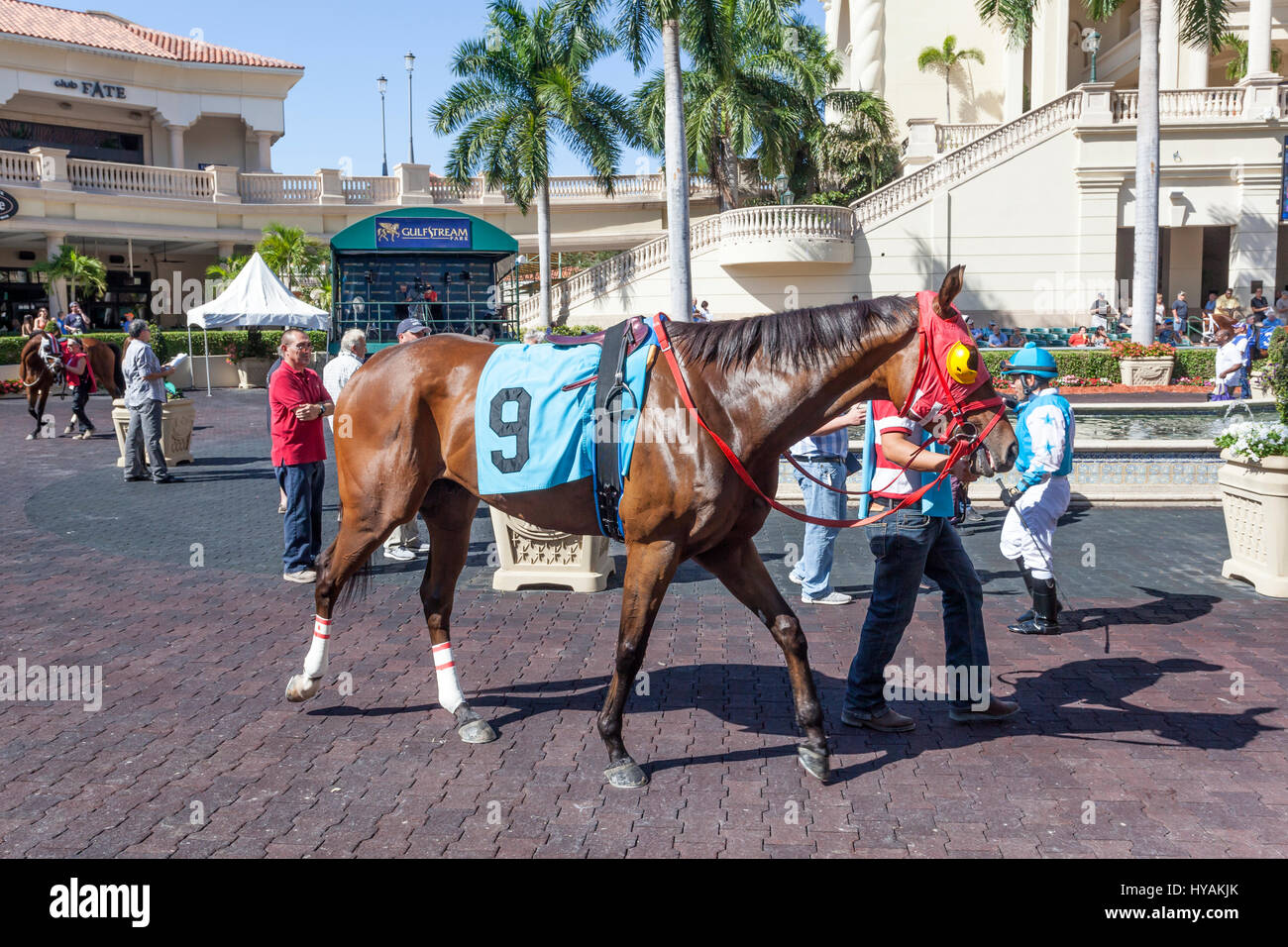 HALLANDALE BEACH, EE.UU. - Mar 11, 2017: caballos de carreras mostrar en el Gulfstream Park Race Track en Hallandale Beach, Florida, Estados Unidos Foto de stock