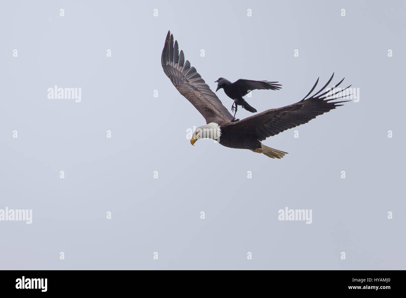 Un descarado, cuervo ha sido fotografiado en un raro momento cogiendo un  ascensor en la espalda de un águila calva de 25 pies en el aire. Estas  imágenes muestran el inusual momento