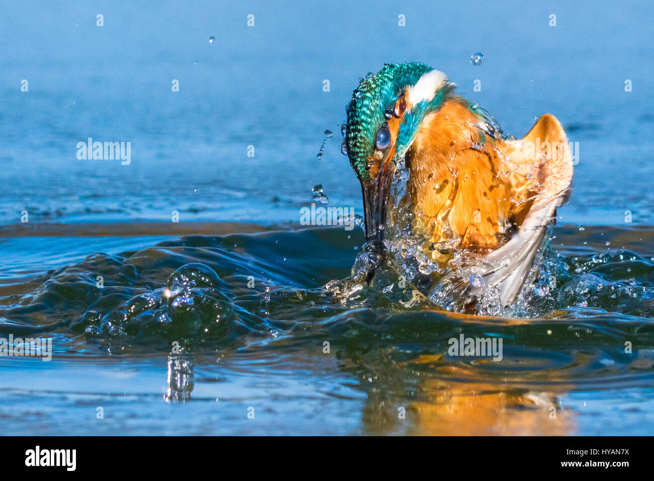 PALOVEC, CROACIA: Dos años de búsqueda para capturar la imagen perfecta de kingfisher ha sido finalmente completada por una obsesión del técnico de tráfico. Mostrar imágenes increíbles fotografías de la super-rápida kingfisher buceo en hasta 25 millas por hora en el agua cristalina y atrapar su comida de pescado. Enfocado completamente sobre su presa, el Kingfisher's steely foco y movimiento rápido de iluminación ha sido sensacionalmente capturado en esta serie de fotografías. A tiempo parcial, fotógrafo y técnico de tráfico Petar Sabol (33) estaba tan cautivado por la hermosa pajarito vio cerca de su casa en Palovec, CRO Foto de stock