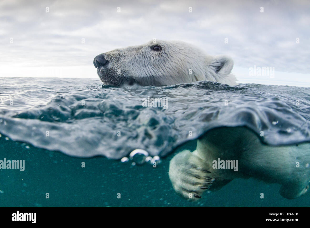 HUSDON BAY, CANADÁ: osos polares nadando. Los osos polares se están convirtiendo en criaturas marinas como resultado de estas fotografías extraordinarias. Falta de caminar sobre el hielo no significa que estas criaturas inteligentes no pueden ir de A a B, están cada vez más aprender a nadar largas distancias en su búsqueda de comida en uno de los entornos más duras del mundo. Las fotografías de la Bahía de Hudson, Canadá muestran hambrientos osos polares viven tanto bajo el agua como en la tierra, nadando tan cerca de la cámara se obtiene una vista de lo que muchas juntas deben ver por la última vez - las poderosas mandíbulas de estas temibles depredadores. Otras fotos sho Foto de stock