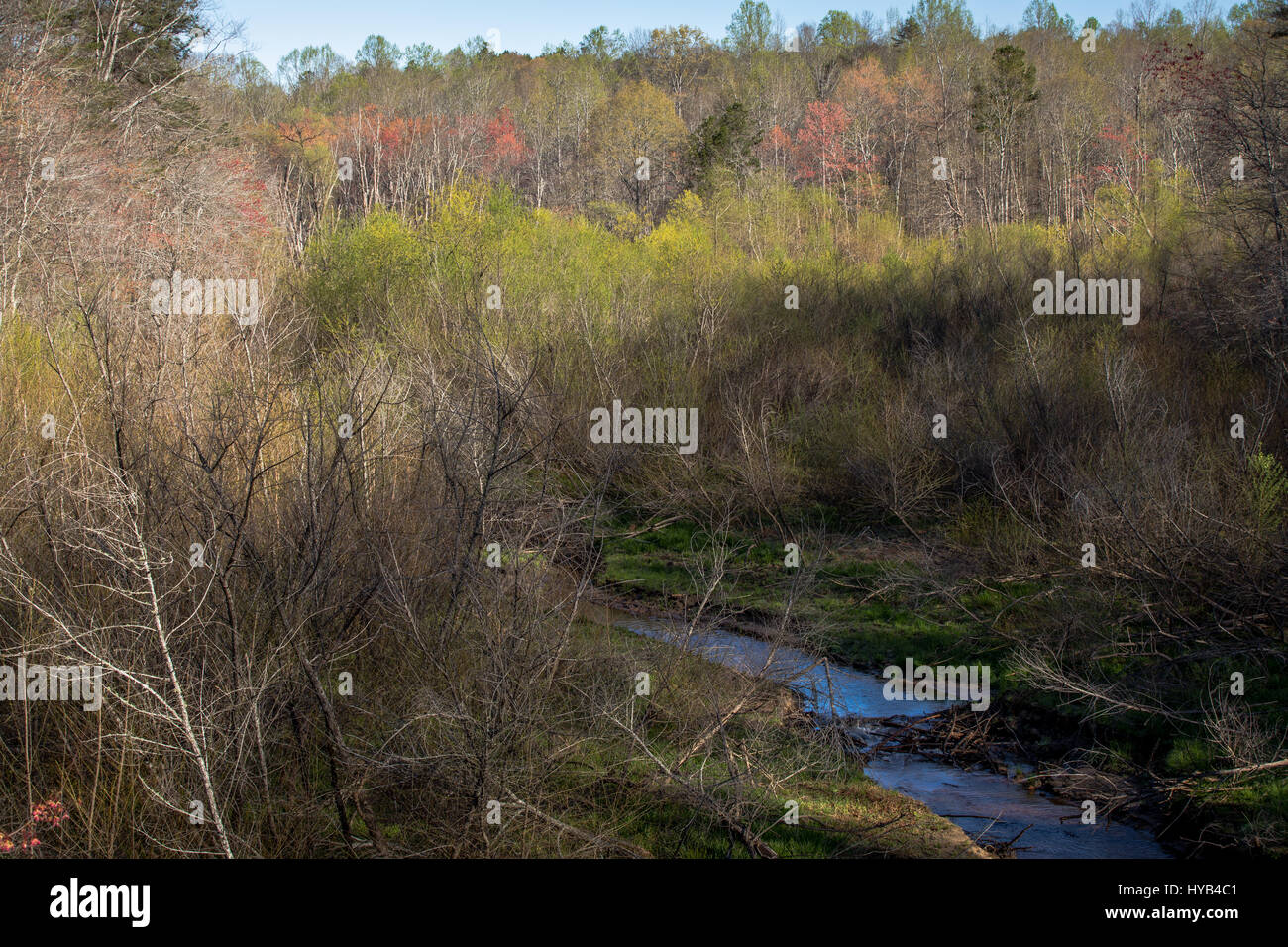 Esta es una imagen de la zona en la que latham Creek, que desemboca en el lago Lanier a lo largo del río chestatee sección del lago. Normalmente esta vista muestra una ensenada del lago, pero el agua que aún se encuentran en niveles tan bajos de la zona es relativamente seco y la vegetación comienza a crecer de nuevo. Foto de stock