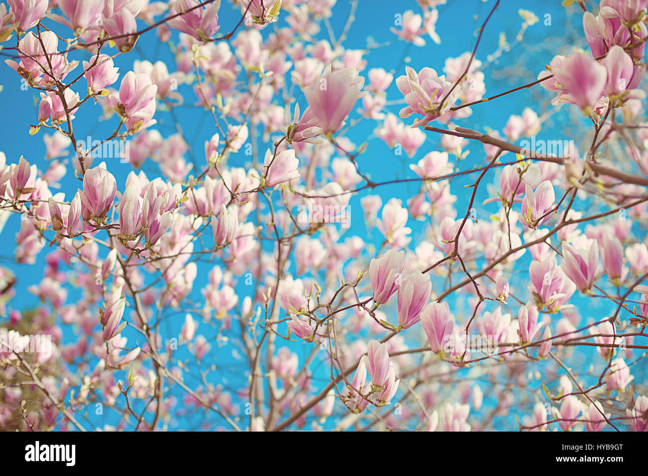 Rama de magnolia soulangeana con alegres flores Foto de stock