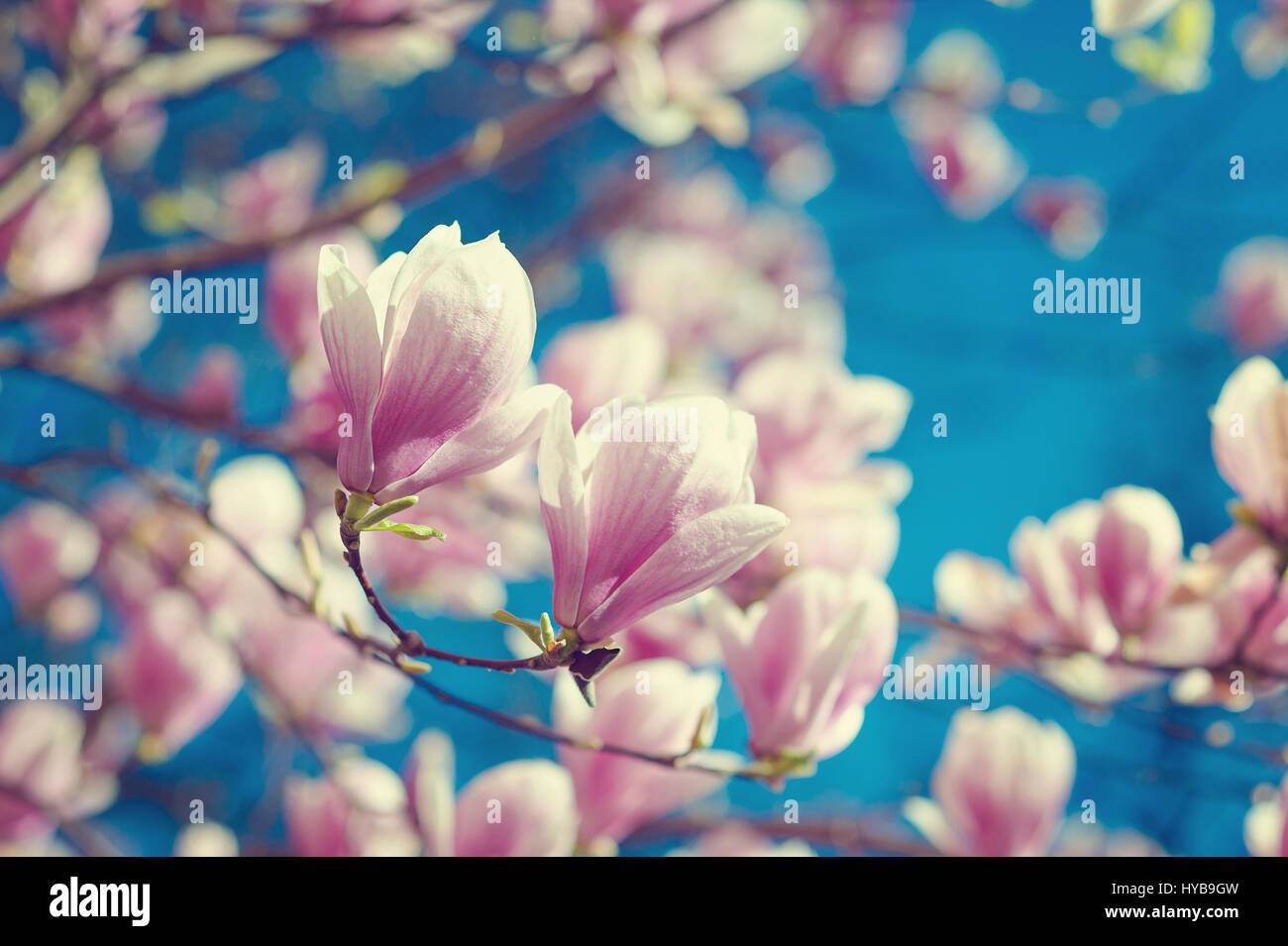 Magnolia soulangiana o soulangeana salvajemente florecimiento durante el tiempo de primavera en Europa Foto de stock