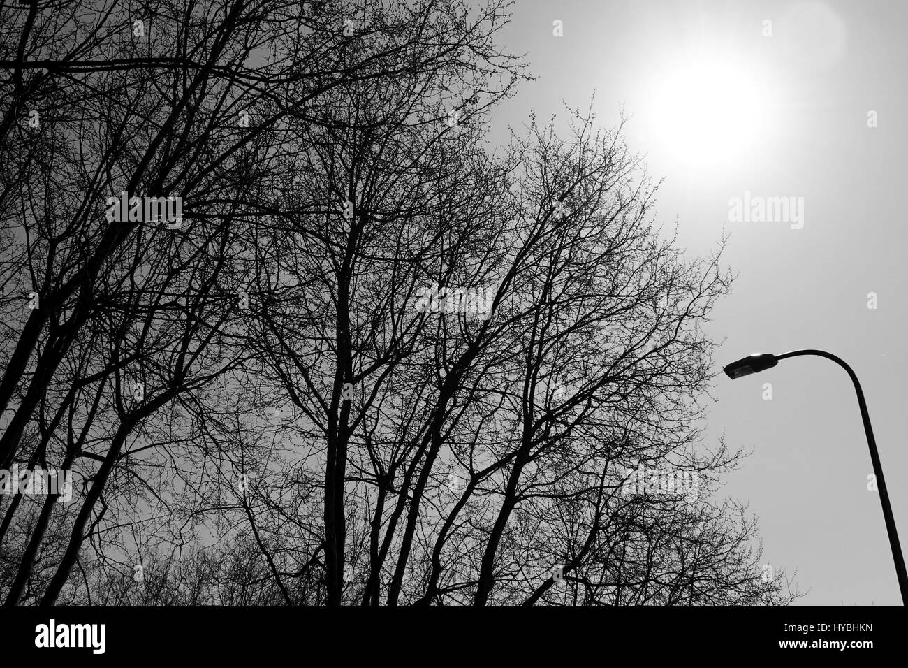 Los árboles de un parque público, en Matosinhos, con el sol brillando en el cielo. Foto de stock