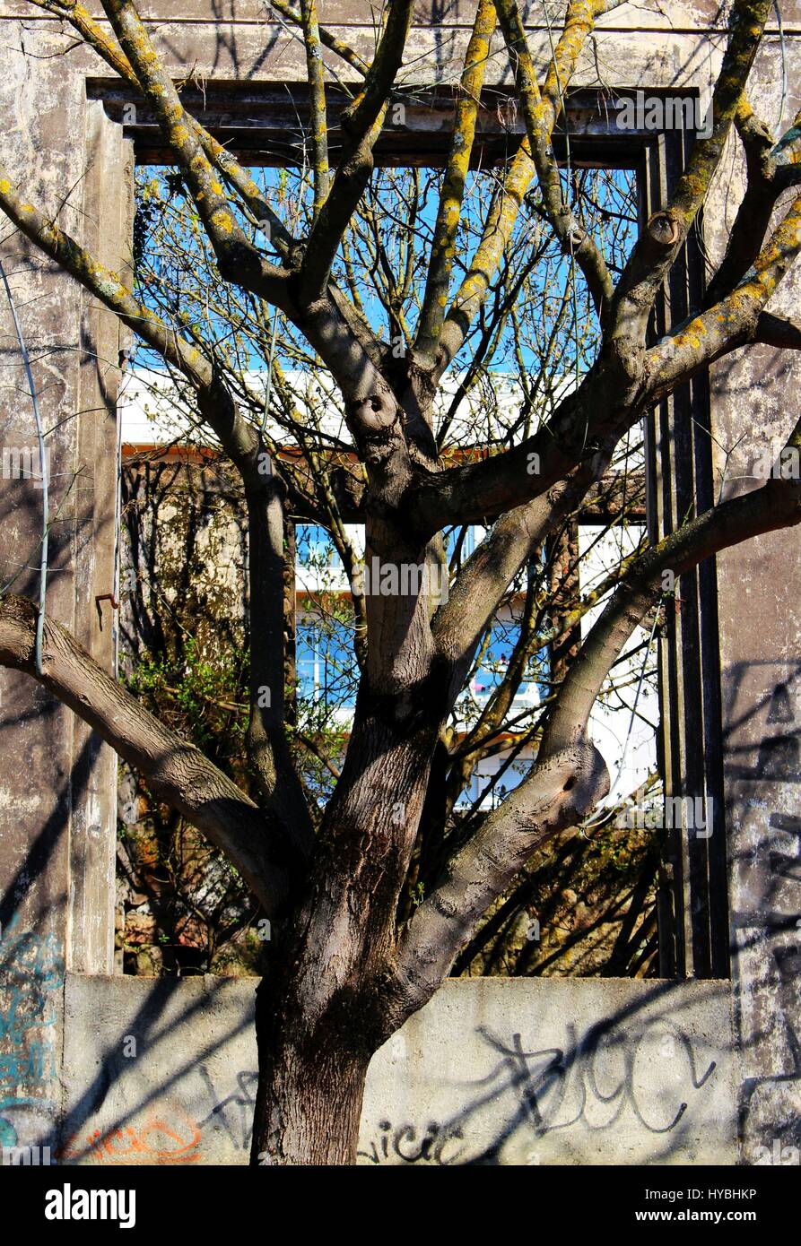 Un árbol desnudo delante de un almacén y arruinado abndoned en Matosinhos, Oporto, Portugal. Foto de stock