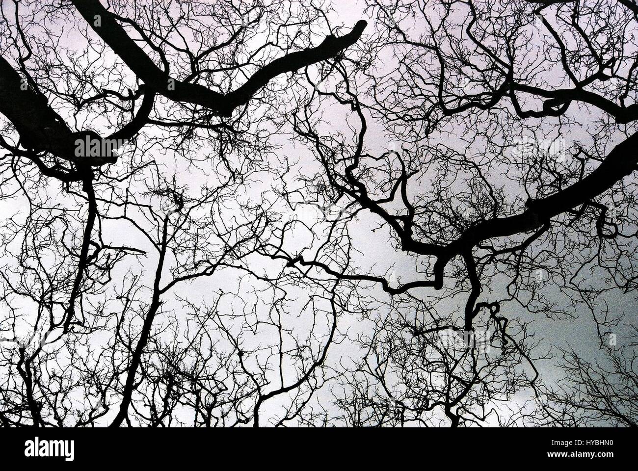 Desnudos árboles creciendo en un nublado cielo de invierno en Porto. Foto de stock