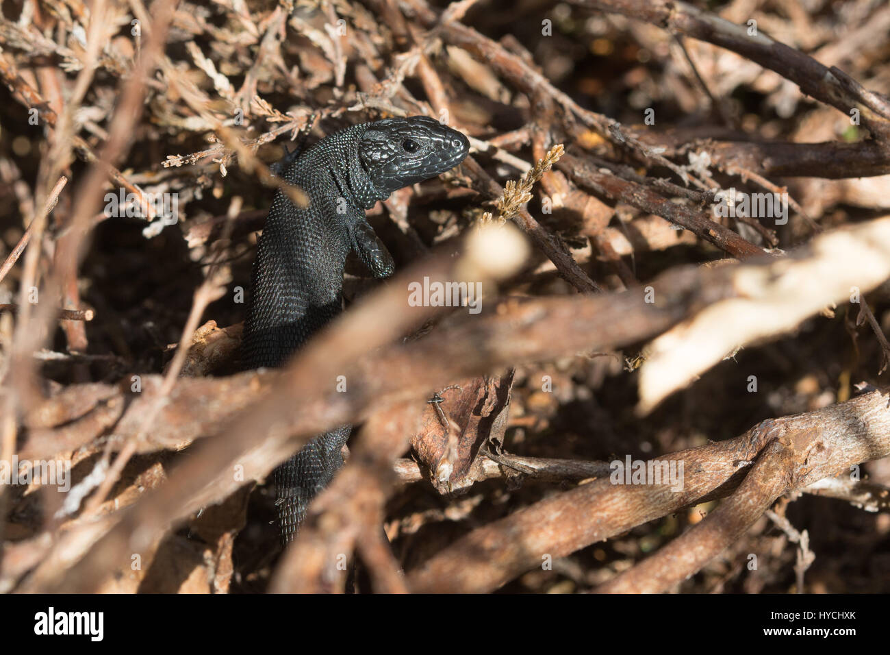 Variante de color melanistic inusual de lagarto ovíparos (también conocido como lagarto común Zootoca vivipara) en un sitio seco landa en Surrey, Reino Unido Foto de stock
