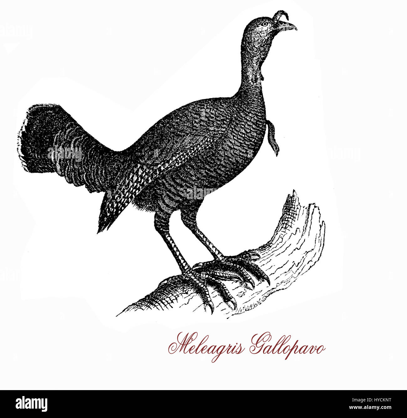 Cola de abanico de pavo Imágenes recortadas de stock Alamy