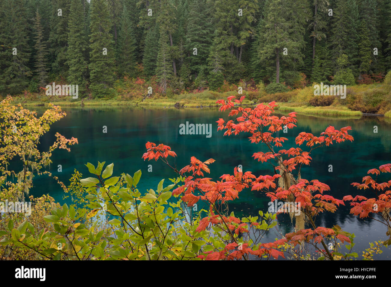 Color en el otoño en el McKenzie River Trail en Clear Lake, Oregon