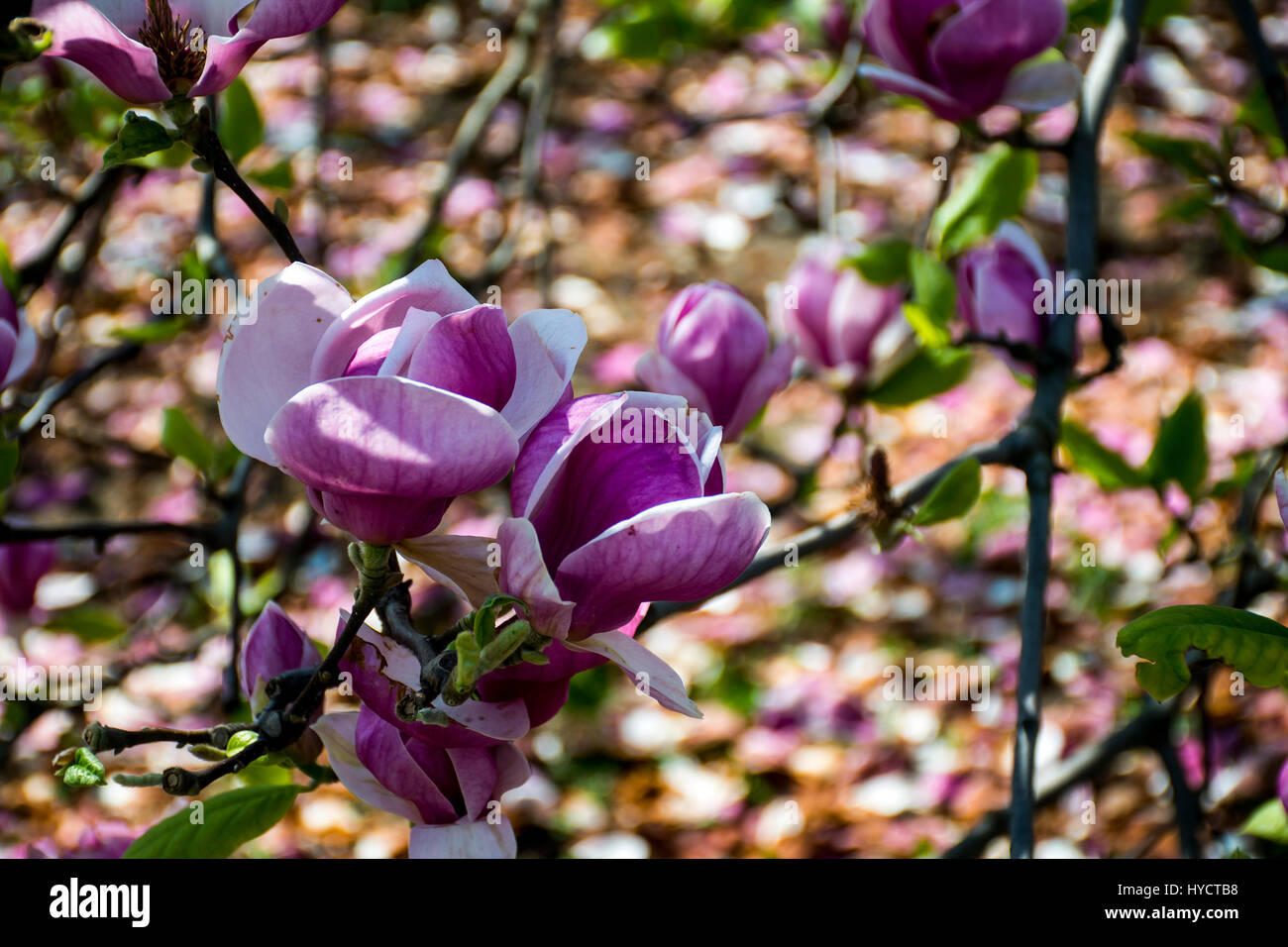 Árbol de magnolia floridos con grandes flores rosas flor Fotografía de  stock - Alamy