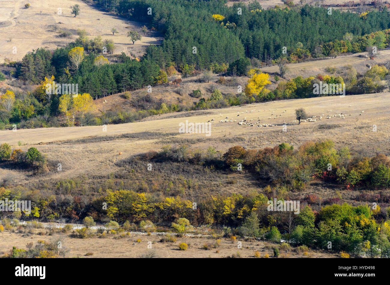 El pasto y el rebaño de ovejas en la distancia, montes Ródope, Bulgaria Foto de stock