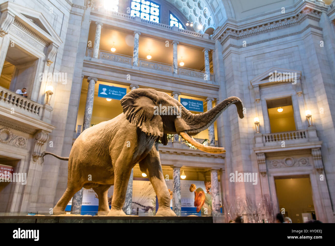 Interior del Museo Nacional de Historia Natural de la Institución Smithsonian, en Washington, D.C., EE.UU. Foto de stock
