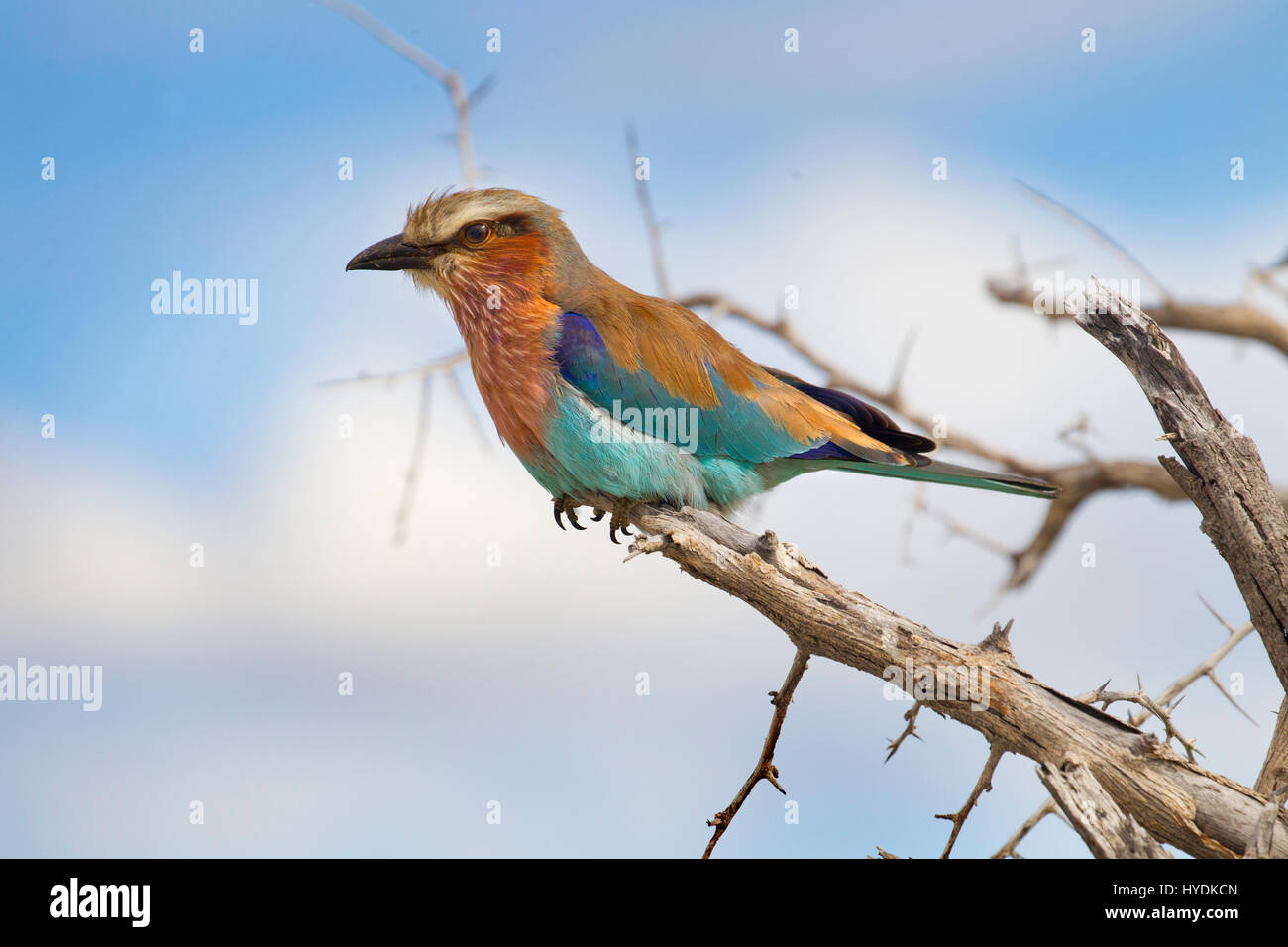 Lila-breasted rodillo (Coracias caudatus) Retrato Namibia Marzo Foto de stock